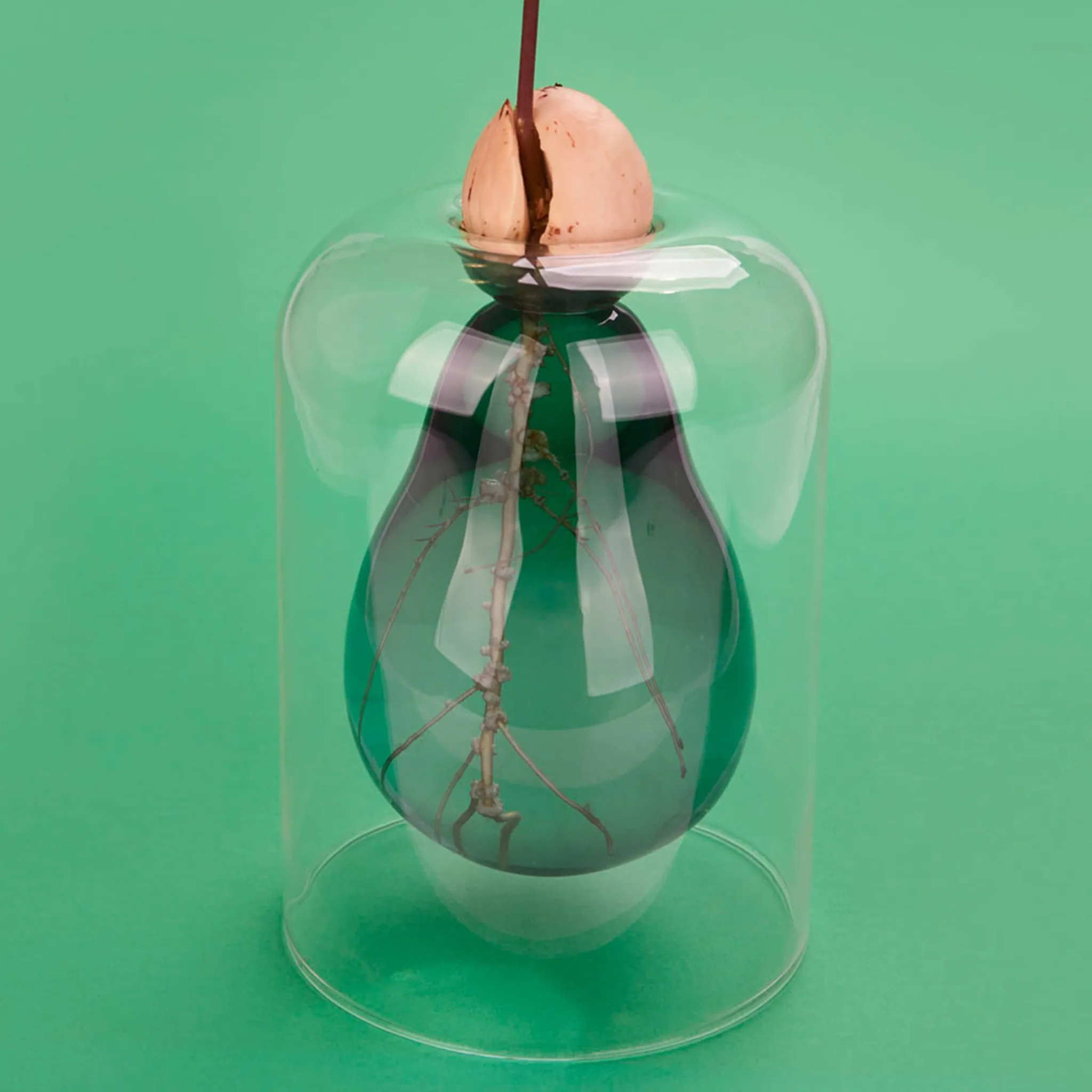 Outlet Avocado Seed Glass Vase Tableware Brands