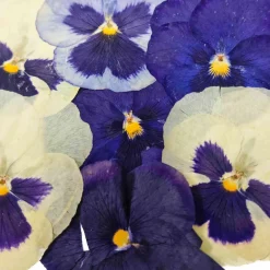 Discount Edible Dried & Pressed Giant Pansies, 8 pieces Ingredients Brands|Baking Ingredients