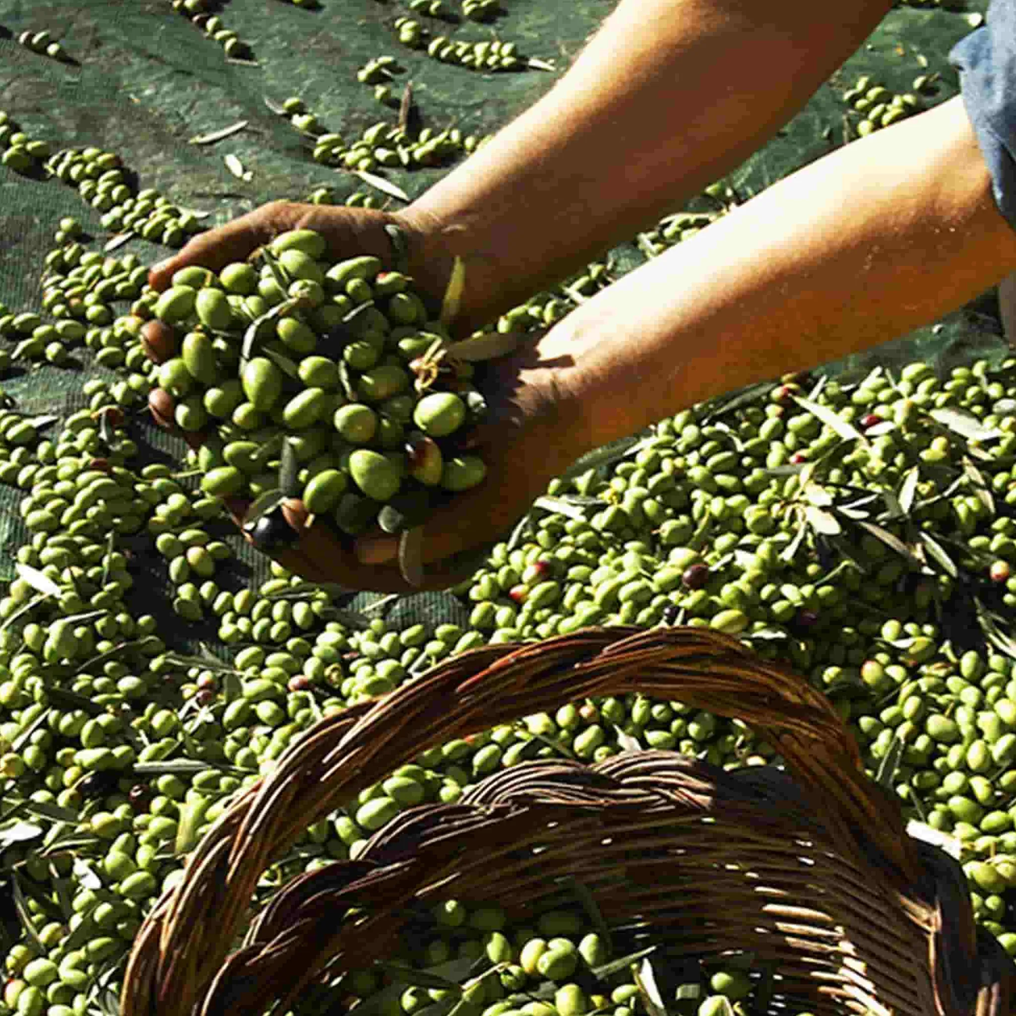 Hot Gran Cru Coratina Extra Virgin Olive Oil, 500ml Ingredients Brands|Italian Ingredients