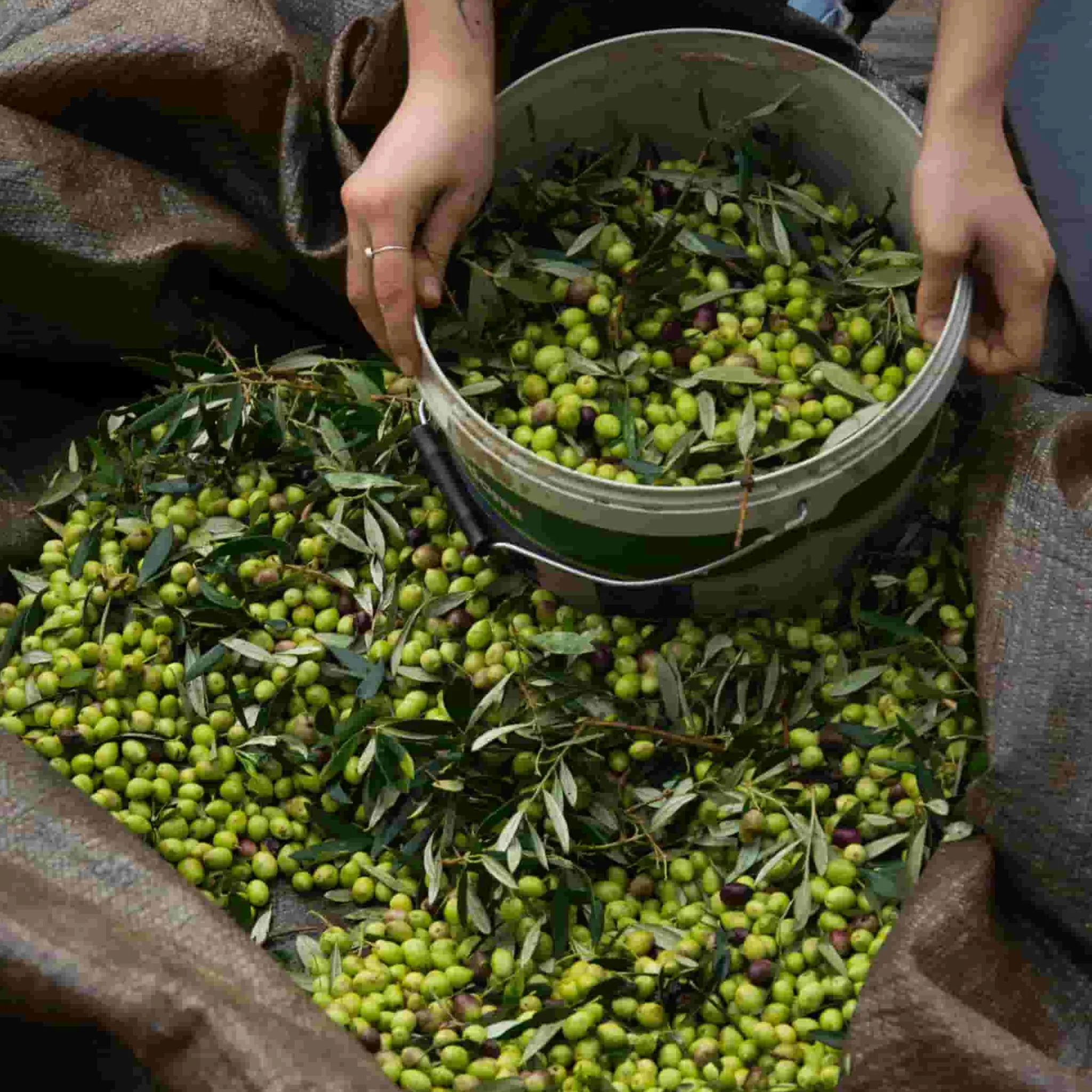 Clearance Extra Virgin Greek Olive Oil Greek Ingredients|Extra Virgin Olive Oil