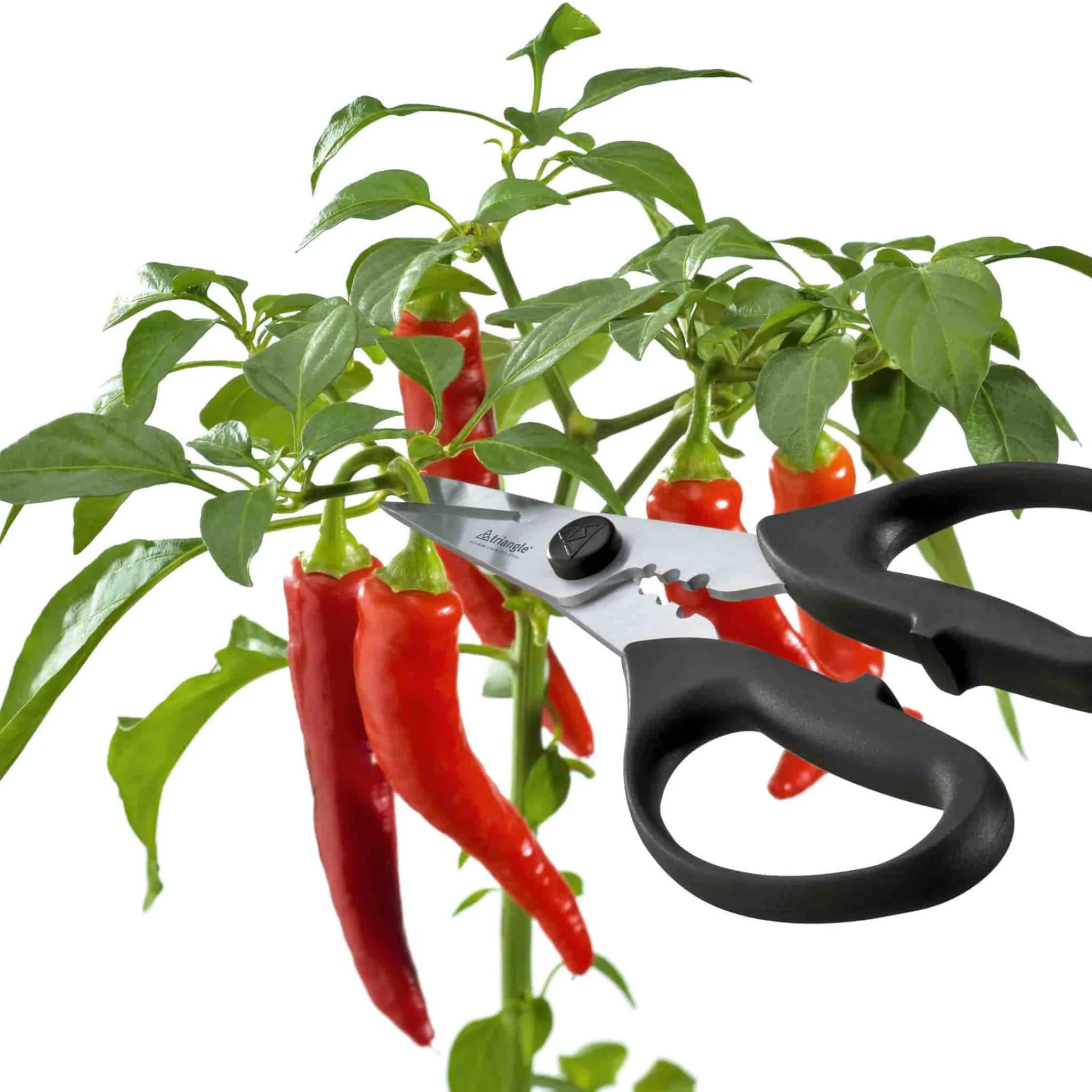 Best Take Apart Kitchen & Herb Scissors Kitchen Tools & Utensils