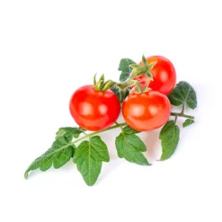 Best Baby Vegetable Lingot Insert, Organic Mini Red Tomato Tableware Brands