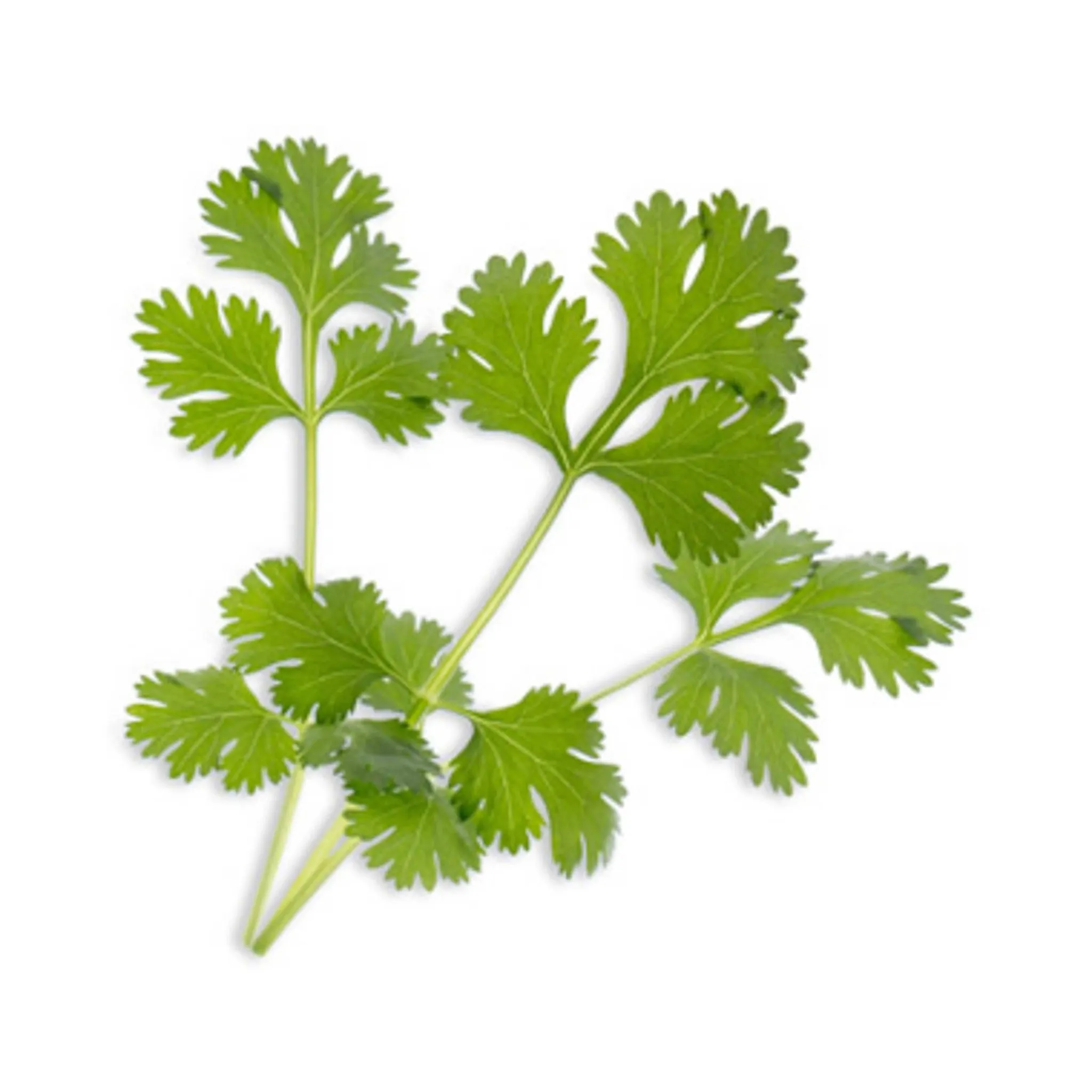 Herb Lingot Insert, Organic Coriander Tableware Brands